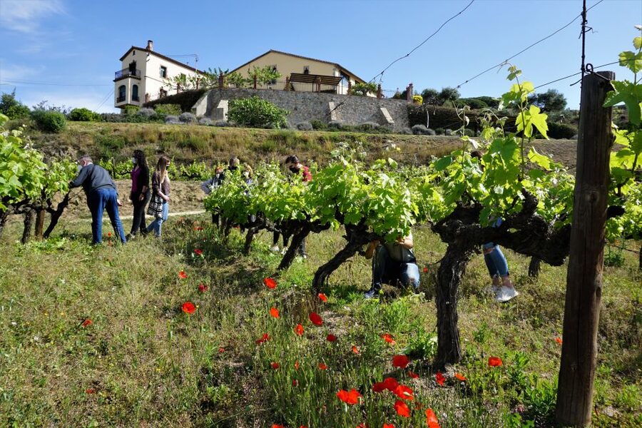 From Barcelona: E-Bike and Sailing Tour with Wine Tastings - Alella Vineyard Stop and the Guided Wine Tasting