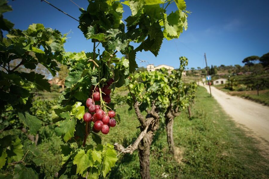 From Barcelona: E-Bike and Sailing Tour with Wine Tastings - Sailing Back to Barcelona with Drinks, Snacks, and Wind