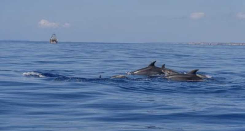 From Can Picafort: Dolphin Watching and Cave Boat Trip - Key points at a glance