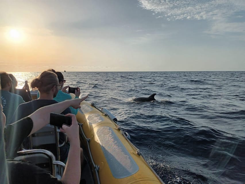 From Can Picafort: Dolphin Watching and Cave Boat Trip - Dolphins in the wild: what the 3 hours really feels like