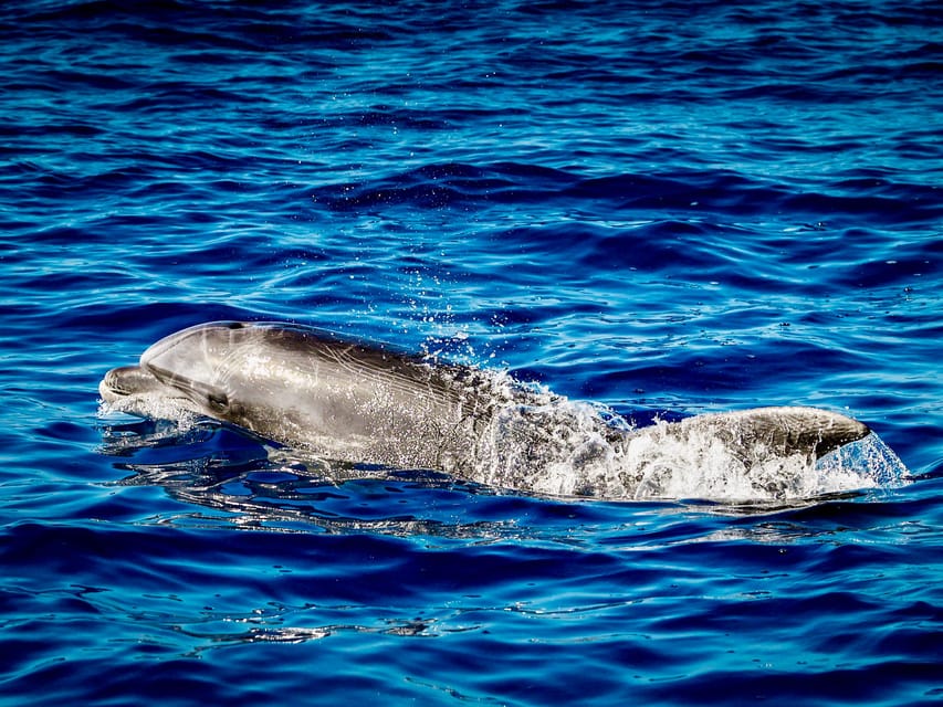 From Can Picafort: Dolphin Watching and Cave Boat Trip - What you get included, and how that changes your packing list