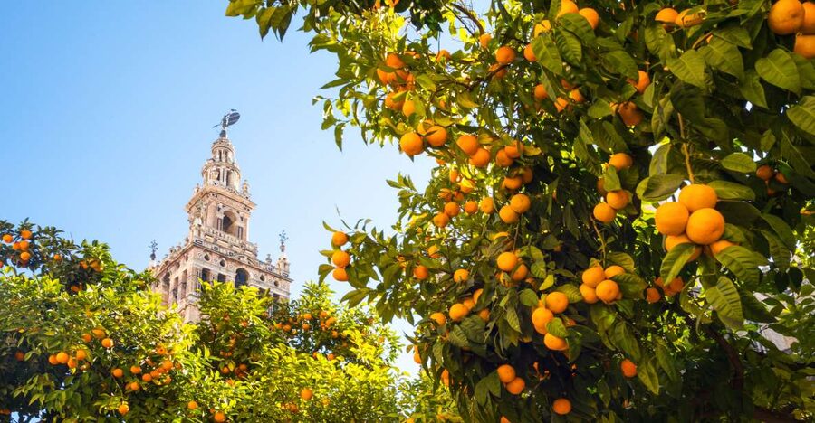 From Costa del Sol: Seville Day Trip - Price and Value: What $53 Covers, and What It Does Not