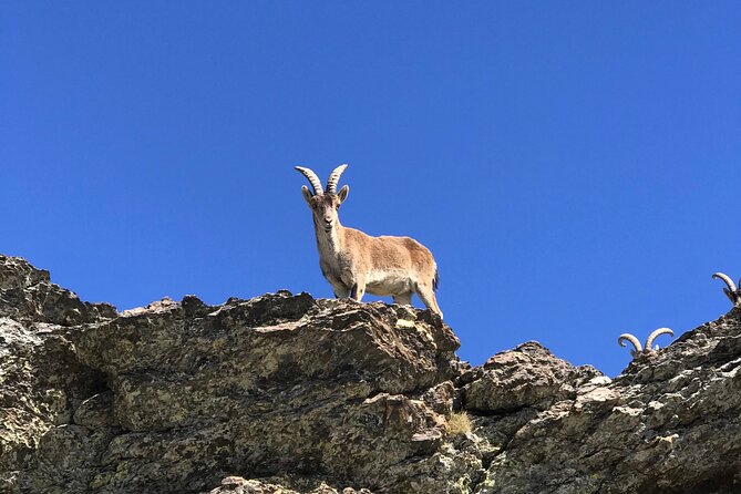 From Granada: Sierra Nevada Safari tour up to 2500 meters high - Walking Level: Mostly Easy, With a Possible Steeper Bit