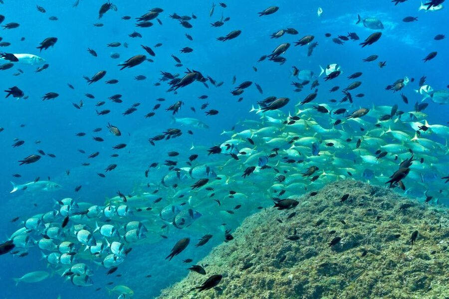 From L’Estartit: Snorkeling Trip to the Medes Islands - The 50 Minutes in the Water: Small Groups, Real Guidance