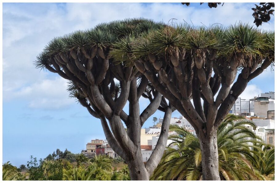 From Las Palmas: Full-Day Tour of the North - North Gran Canaria in One Packed 7.5 Hours from Las Palmas