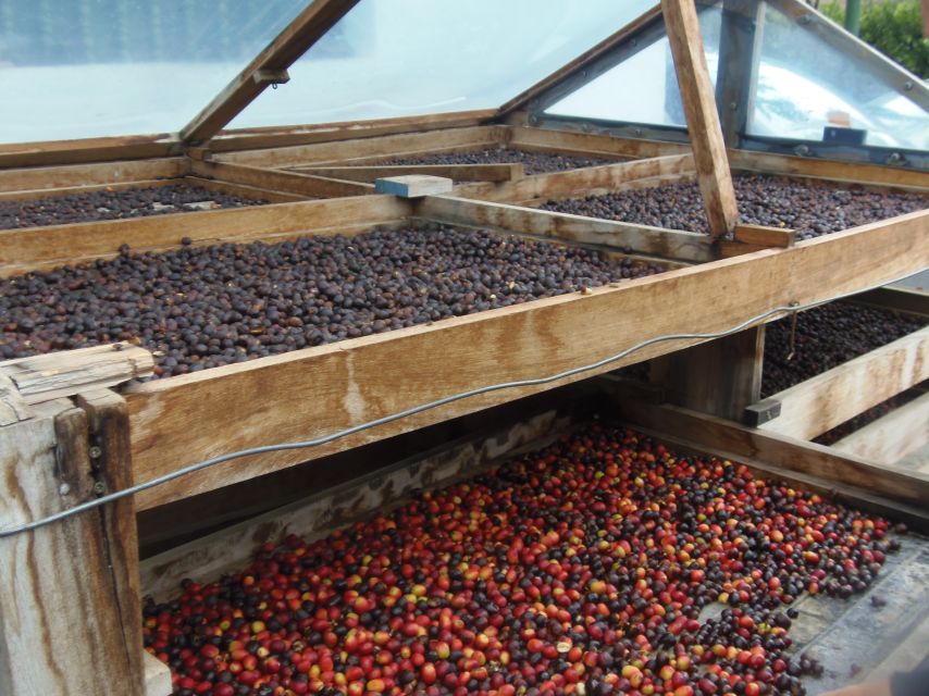 From Las Palmas: Full-Day Tour of the North - Agaete Coffee Fields and the Berrazales Valley Experience