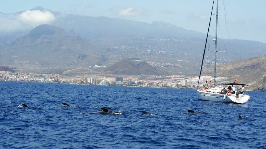From Los Gigantes: Whale Watching Sailboat Cruise - Why this Los Gigantes whale cruise works (and what you feel on board)