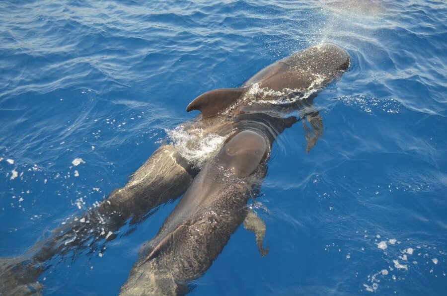 From Los Gigantes: Whale Watching Sailboat Cruise - The crew and the conservation details that change the vibe