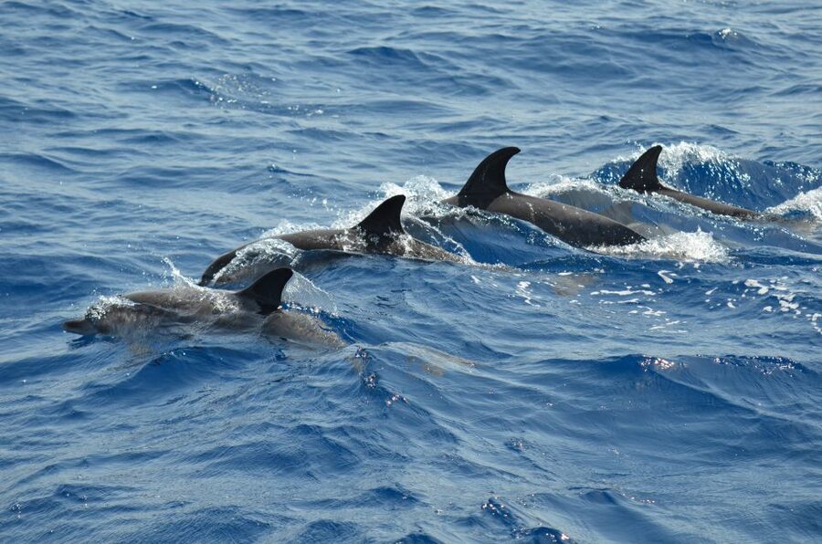 From Los Gigantes: Whale Watching Sailboat Cruise - Should you book this one?