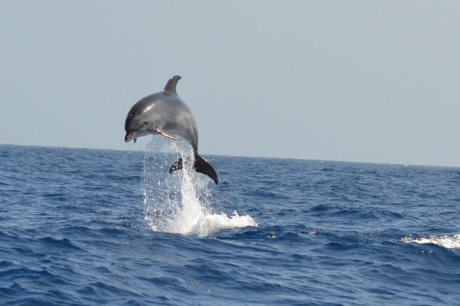 From Los Gigantes: Whale Watching Sailboat Cruise - FAQ