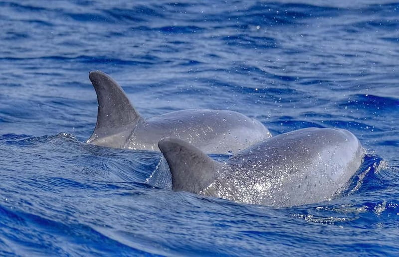 From Morro Jable: Dolphin and Whale Watching and Snorkelling - Key highlights at a glance