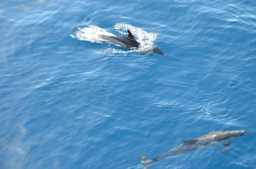 From Morro Jable: Dolphin and Whale Watching and Snorkelling - Practical tips that make the day smoother
