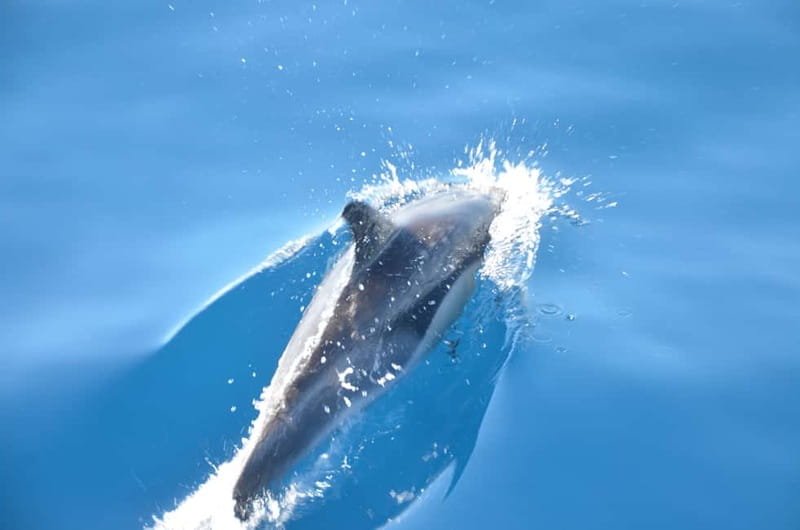 From Morro Jable: Dolphin and Whale Watching and Snorkelling - Why this Morro Jable speedboat combo makes sense