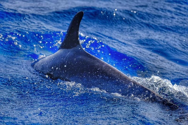 From Morro Jable: Dolphin and Whale Watching and Snorkelling - The high-speed Atlantic cruise: what you’re really doing out there
