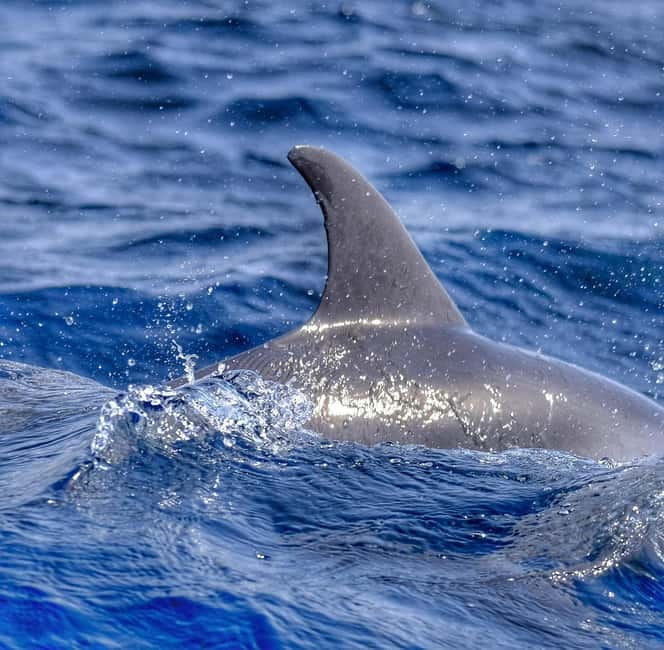 From Morro Jable: Dolphin and Whale Watching and Snorkelling - Cetacean spotting stops: how the guide approach helps your odds