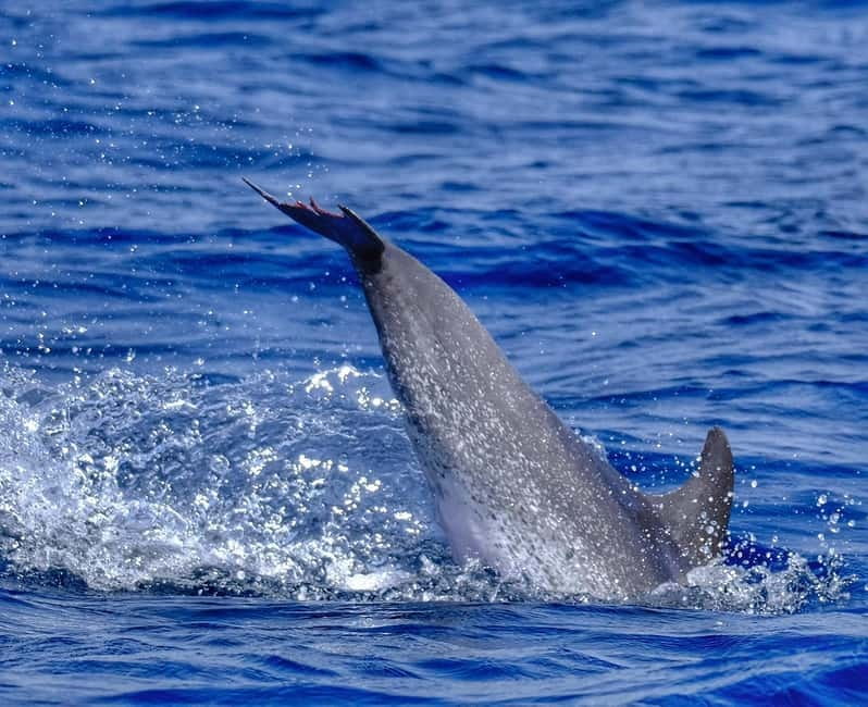 From Morro Jable: Dolphin and Whale Watching and Snorkelling - The snorkeling stop: 30 minutes in a real underwater window