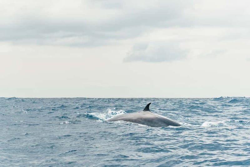 From Morro Jable: Dolphin and Whale Watching and Snorkelling - What about comfort and safety on a speedboat