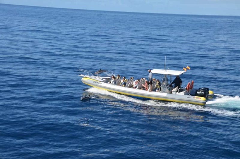 From Morro Jable: Dolphin and Whale Watching and Snorkelling - Price and value: is $59 a fair deal?