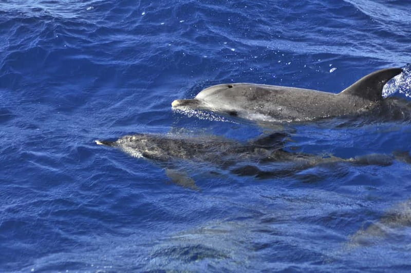 From Morro Jable: Dolphin and Whale Watching and Snorkelling - Getting there: pickup from the south and the Port of Morro Jable start