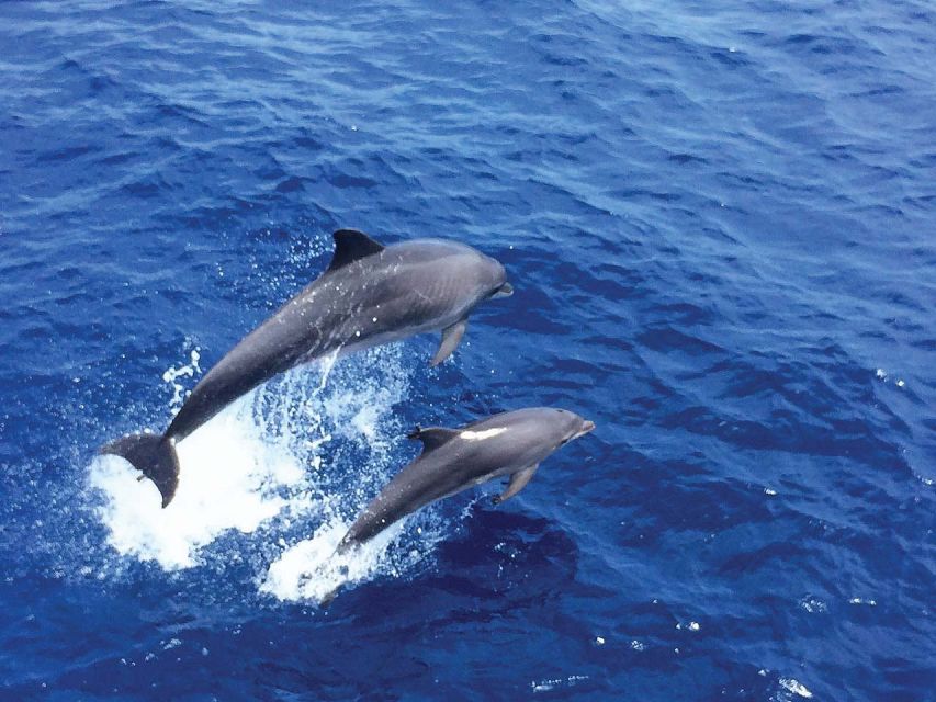 From Palma: 3-Hour Morning Dolphin Watching Boat Tour - From Palma out to open water in just 3 hours