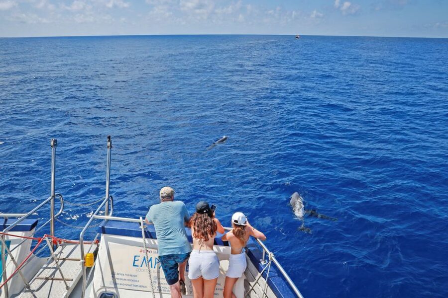 From Palma: 3-Hour Morning Dolphin Watching Boat Tour - Transfers and meeting points: avoid the time trap