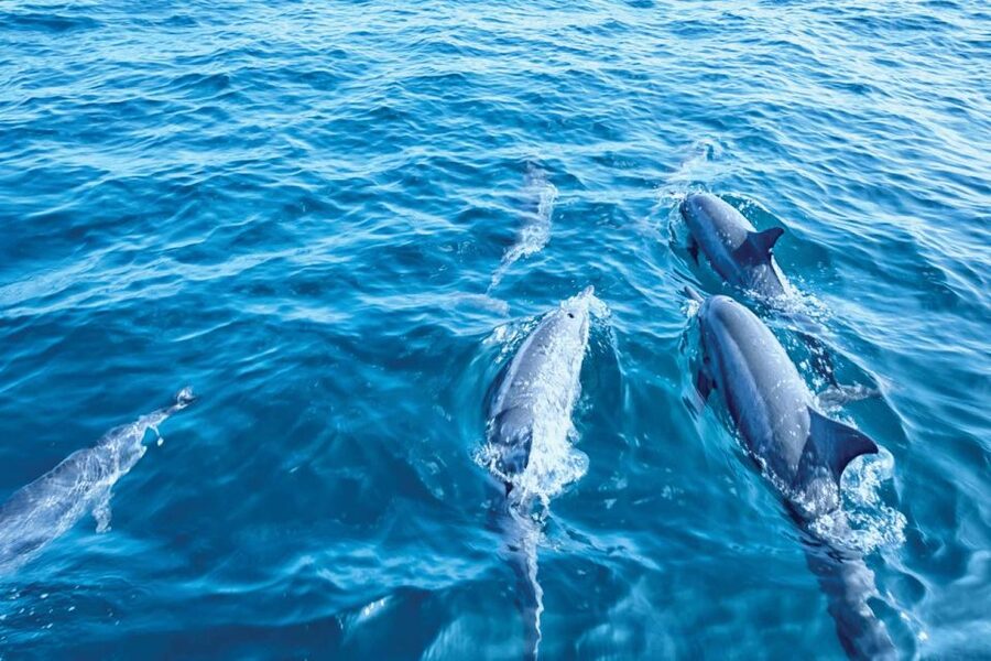 From Palma: 3-Hour Morning Dolphin Watching Boat Tour - Price and value: what $63 includes, and what it does not