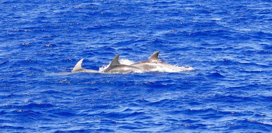 From Palma: 3-Hour Morning Dolphin Watching Boat Tour - Who this tour is best for