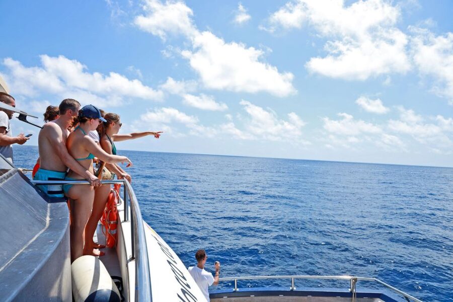 From Palma: 3-Hour Morning Dolphin Watching Boat Tour - A balanced heads-up on guiding and communication