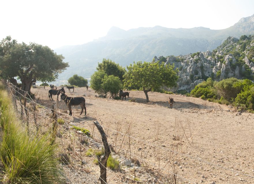From Palma: Serra Tramuntana and Lluc Monastery Guided Tour - Price and value: what you are paying for, and what you must plan yourself