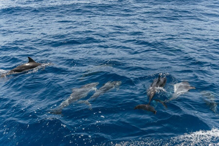 From Puerto Rico de Gran Canaria: Dolphin Watching Cruise - Final call: should you book Spirit of the Sea?