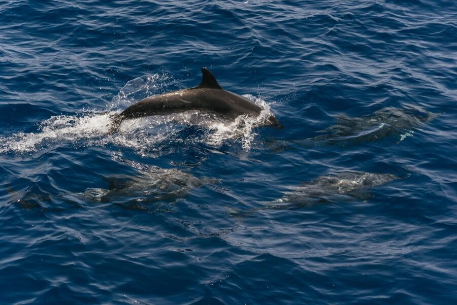 From Puerto Rico de Gran Canaria: Dolphin Watching Cruise - Puerto Rico to the boat: logistics that keep the day easy