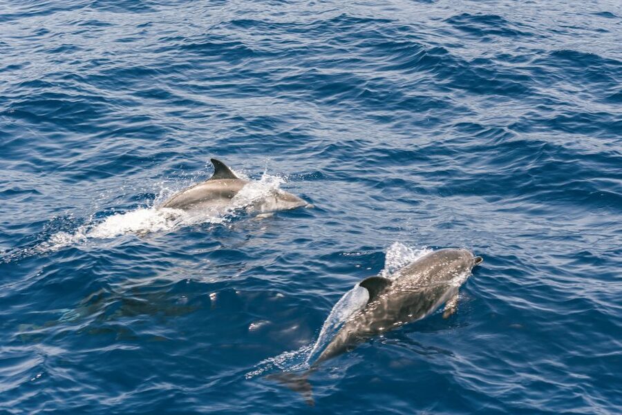 From Puerto Rico de Gran Canaria: Dolphin Watching Cruise - Seasickness reality: plan like an adult, enjoy like a kid