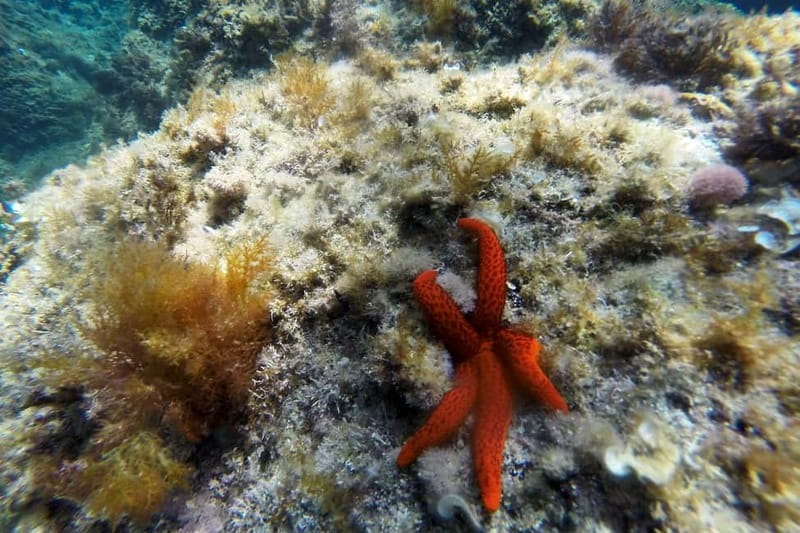 From Sant Feliu de Guíxols: Kayak and Snorkel in Costa Brava - Why Sant Feliu de Guíxols Works for Kayak + Snorkel