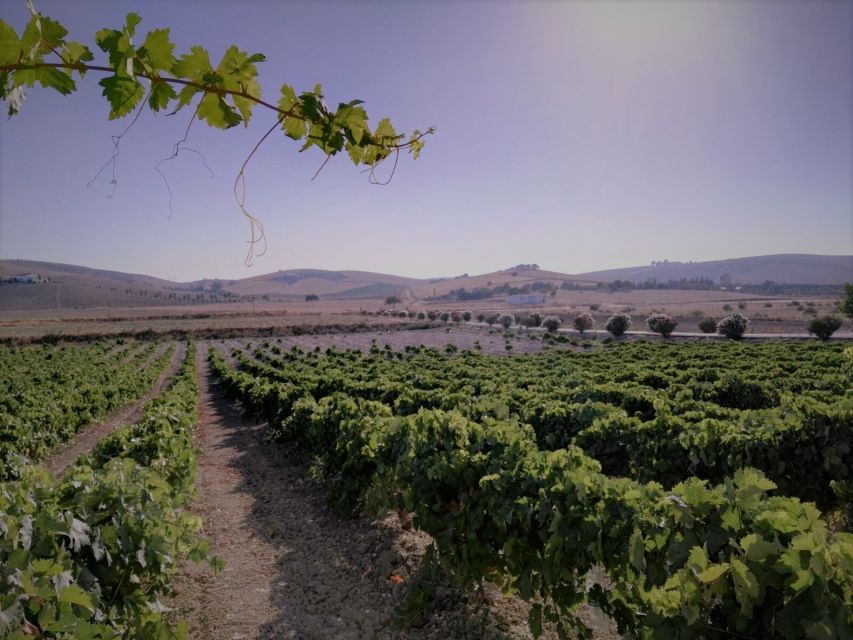 From Seville: Cadiz and Jerez de la Frontera Day Trip - Cadiz lunch and free time: where to aim your appetite