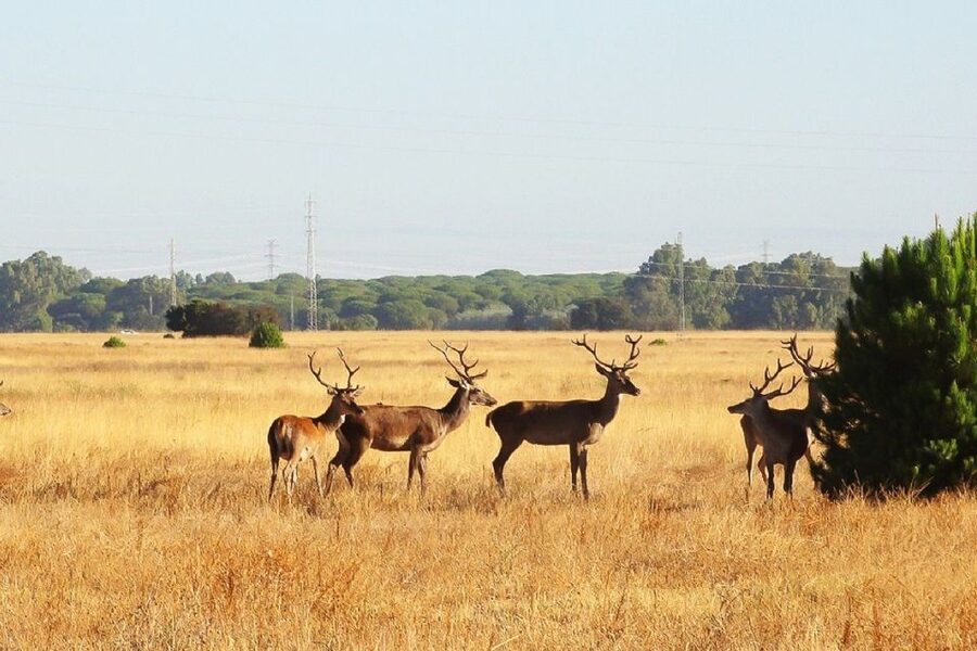 From Seville: Doñana National Park Day Trip - Key things you’ll notice on this Doñana day trip