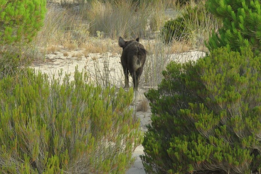 From Seville: Doñana National Park Day Trip - Guides, prismatics, and how sightings actually happen