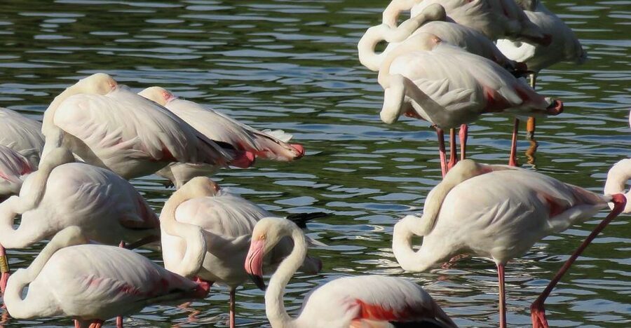 From Seville: Doñana National Park Day Trip - Why Doñana feels like a whole world inside one day