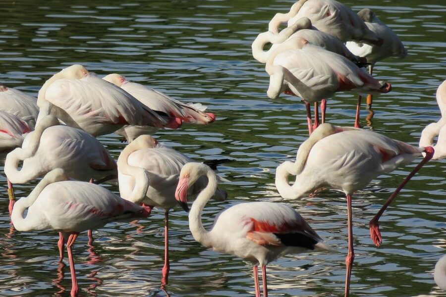 From Seville: Doñana National Park Day Trip - Dehesa de Abajo and the morning bird focus