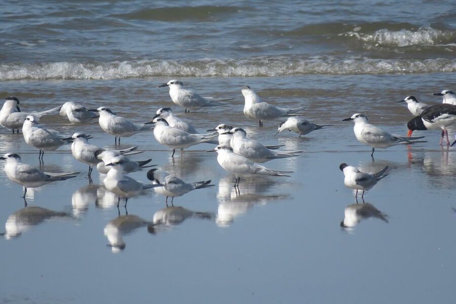 From Seville: Doñana National Park Day Trip - Rice fields, storks, and the north-to-south sweep