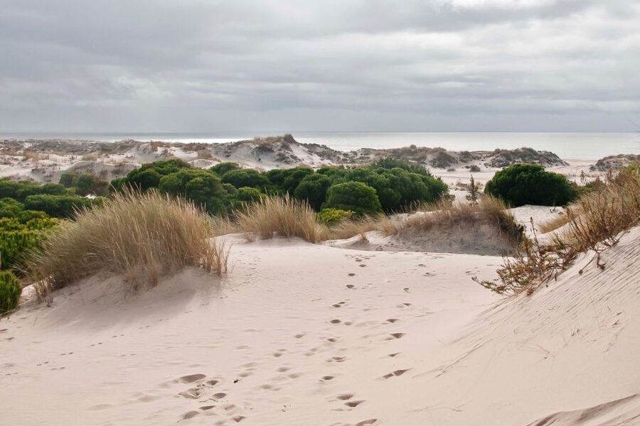 From Seville: Doñana National Park Day Trip - Big mammals and the lynx question