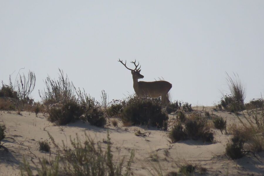 From Seville: Doñana National Park Day Trip - Leaving Seville and riding out toward the marshes
