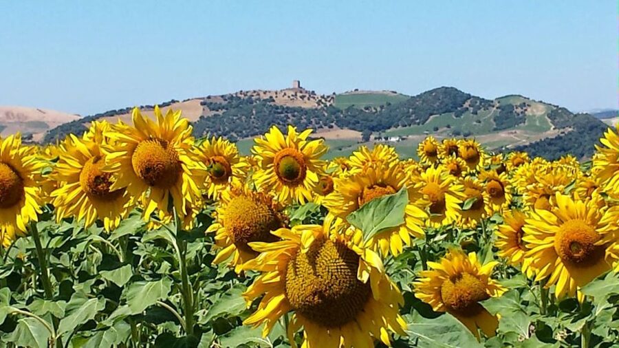 From Seville: White Villages and Ronda Full-Day Trip - The morning ride out: pickup times and the road to Zahara de la Sierra