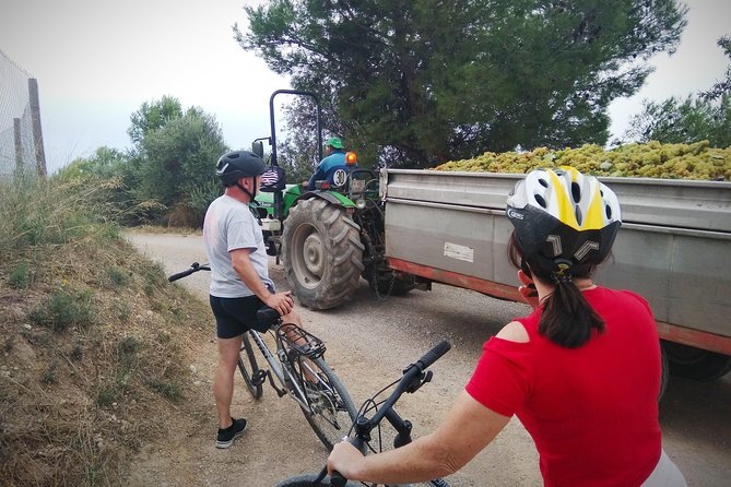 From Sitges: Bike Tour and Winery Visit with Free Hotel Pick Up. - Learning Cava on the Move: What You’ll Actually Take Away
