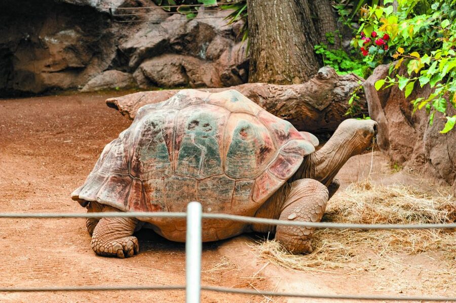 From South Tenerife: Loro Park Zoo Ticket & Hotel Transfers - My Booking Check: Small Details That Matter