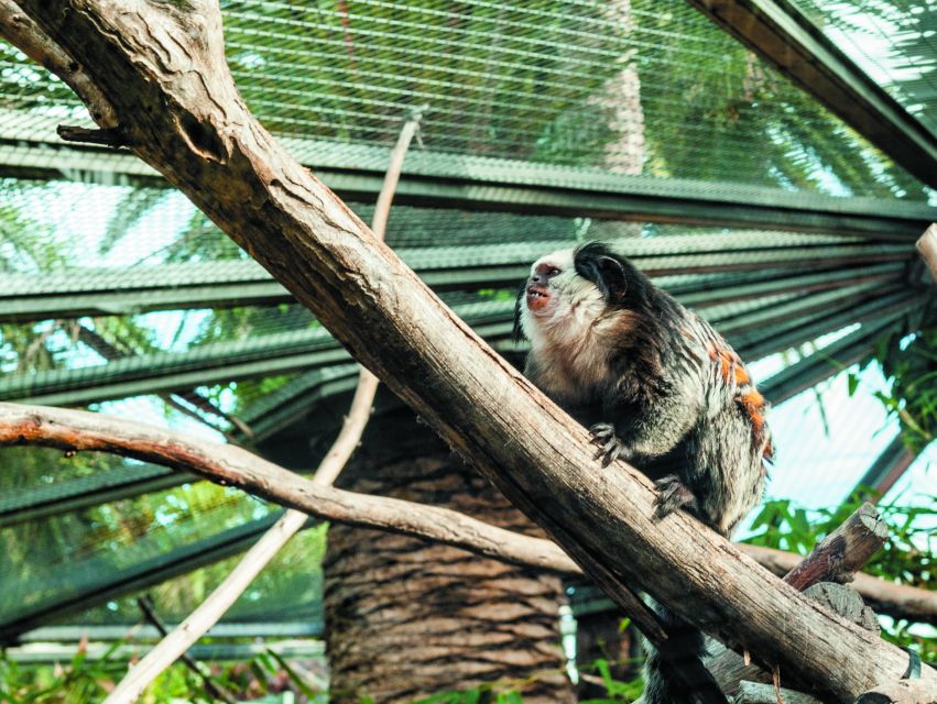 From South Tenerife: Loro Park Zoo Ticket & Hotel Transfers - Katandra TreeTops: Hanging Bridges and Bird Watching