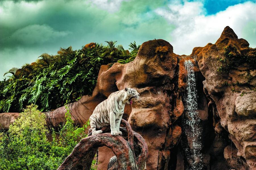 From South Tenerife: Loro Park Zoo Ticket & Hotel Transfers - Who This Loro Parque Transfer Day Suits Best