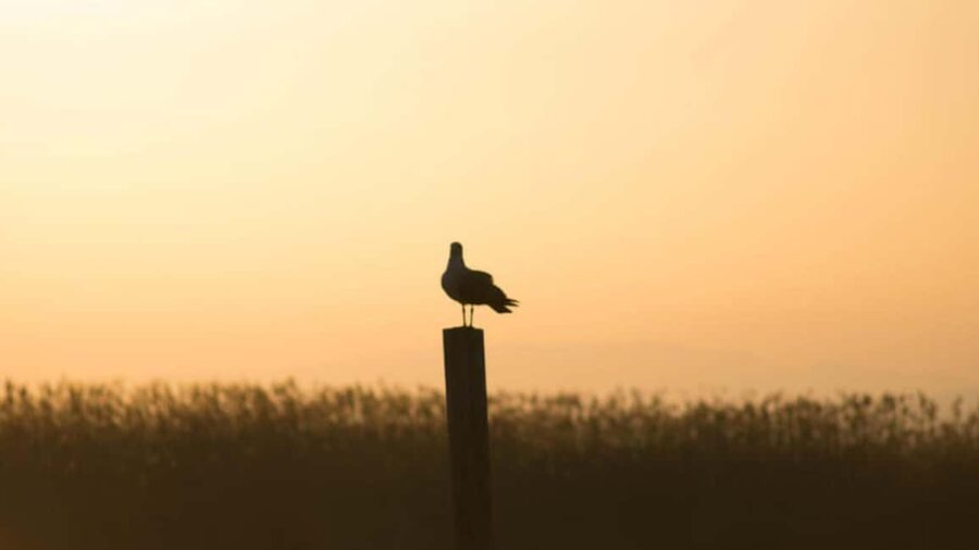 From Valencia: Albufera Day Trip with Boat Tour and Transfer - El Saler dunes and Gola de Puchol pier: where the views make sense