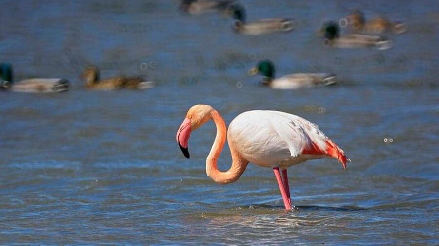 From Valencia: Albufera Day Trip with Boat Tour and Transfer - Morning vs afternoon: how the day changes with the sunset