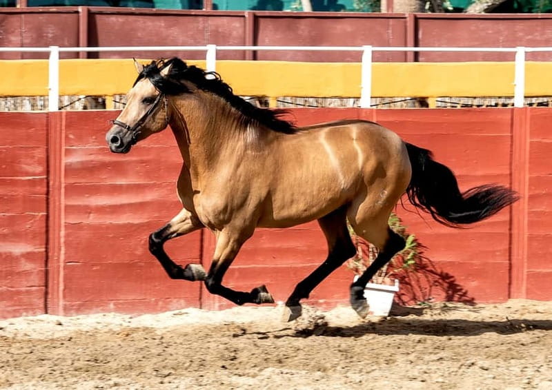 Fuengirola: Spanish Horse Show with Optional Dinner/Flamenco - Getting there by free bus from the Costa del Sol