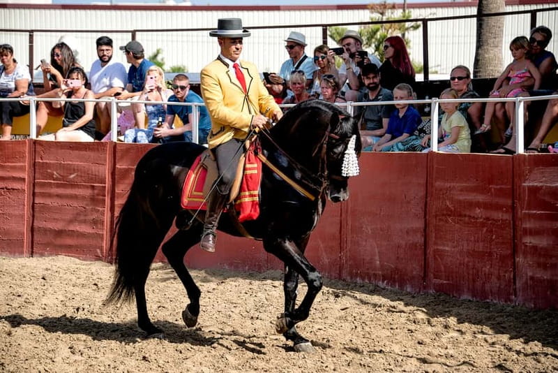 Fuengirola: Spanish Horse Show with Optional Dinner/Flamenco - The post-show stable time and photo opportunities